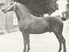 stallion Donno (Groningen, 1920, from Simon)
