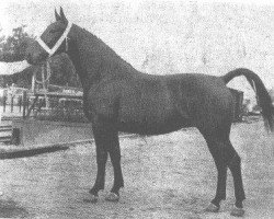 broodmare Lennie (Gelderland, 1947, from Caesar)