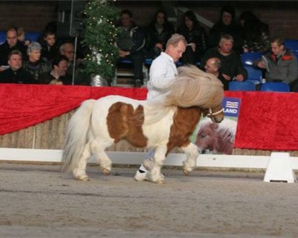 stallion Pybe van Stal de Toekomst (Shetland Pony, 2000, from Jannique van Stal Maruschka)