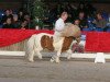 Deckhengst Pybe van Stal de Toekomst (Shetland Pony, 2000, von Jannique van Stal Maruschka)