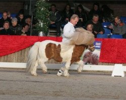 Deckhengst Pybe van Stal de Toekomst (Shetland Pony, 2000, von Jannique van Stal Maruschka)