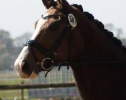 dressage horse F-Punkt (Westphalian, 2009, from Fürst Grandios)