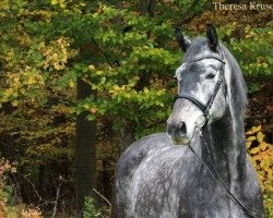 dressage horse Don Henley (Württemberger, 2010, from Delamanga)