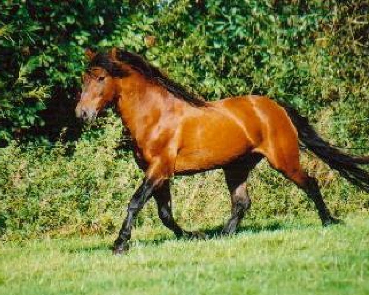 stallion LL. Møllegård Nero (New Forest Pony, 1984, from Eskehøjgaards Ali)