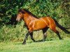 stallion LL. Møllegård Nero (New Forest Pony, 1984, from Eskehøjgaards Ali)