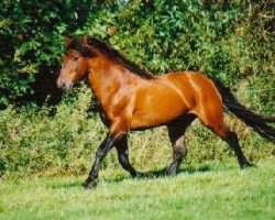 Deckhengst LL. Møllegård Nero (New-Forest-Pony, 1984, von Eskehøjgaards Ali)