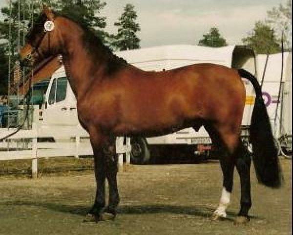 stallion Horsemosens Zig Zag (New Forest Pony, 1989, from LL. Møllegård Nero)