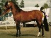 Deckhengst Horsemosens Zig Zag (New-Forest-Pony, 1989, von LL. Møllegård Nero)