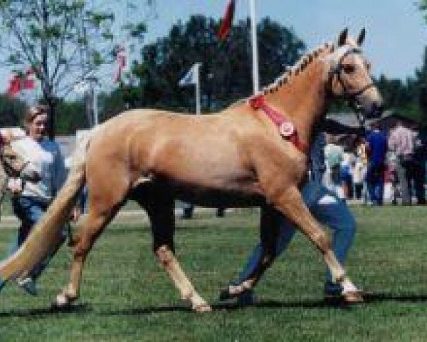 Zuchtstute Stegstedgårds Alberte (New-Forest-Pony, 1993, von Horsemosens Zig Zag)