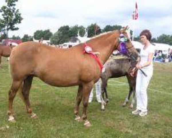 broodmare Stegstedgårds Primadonna (New Forest Pony, 1989, from Exmoor Staldens Pascal Paoli)