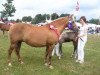 broodmare Stegstedgårds Primadonna (New Forest Pony, 1989, from Exmoor Staldens Pascal Paoli)