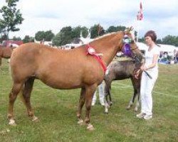 broodmare Stegstedgårds Primadonna (New Forest Pony, 1989, from Exmoor Staldens Pascal Paoli)