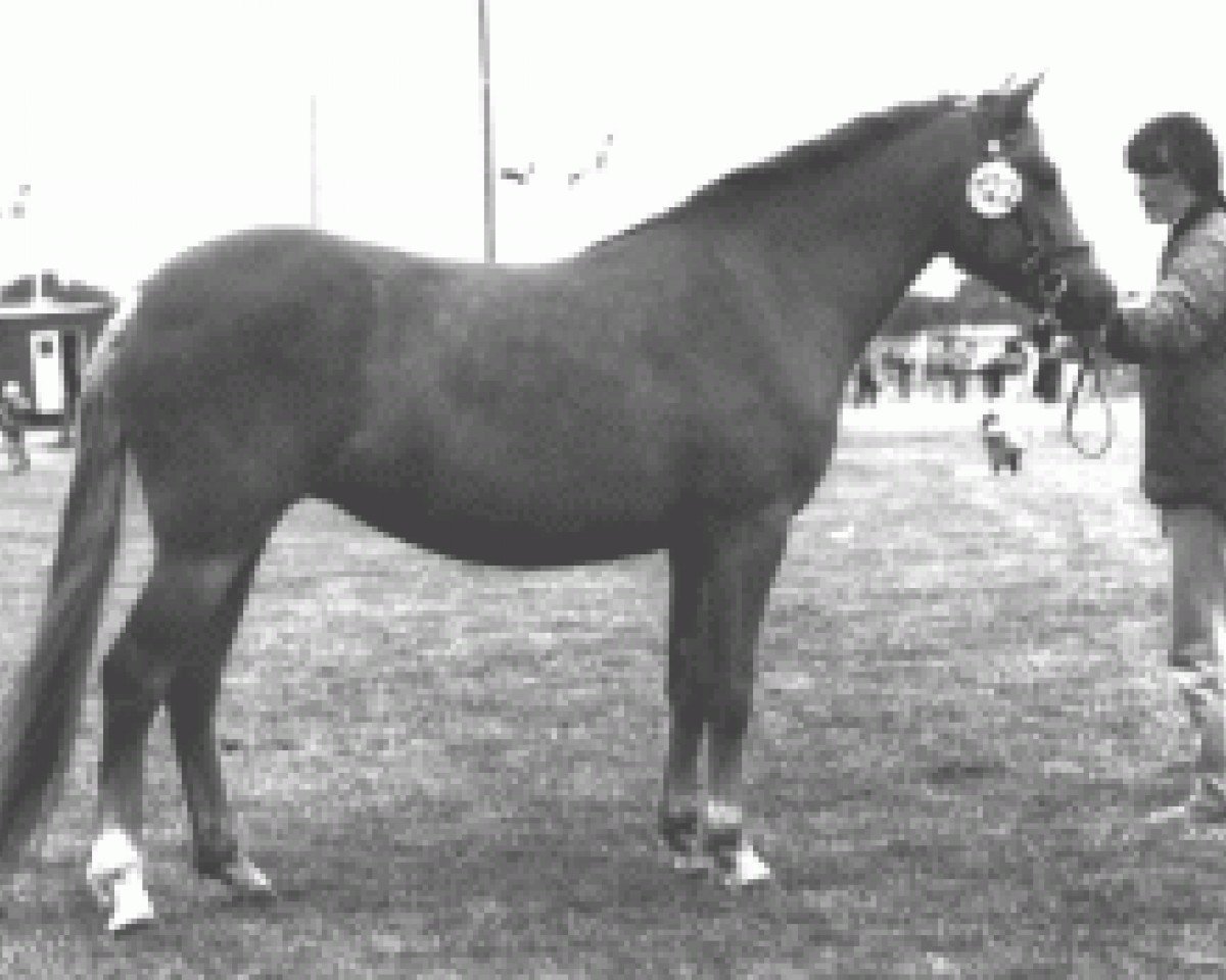 Zuchtstute Stegstedgårds Red Stephanie (New-Forest-Pony, 1986, von Exmoor Staldens Pascal Paoli)