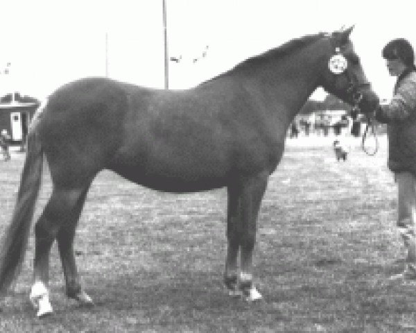 broodmare Stegstedgårds Red Stephanie (New Forest Pony, 1986, from Exmoor Staldens Pascal Paoli)