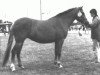 Zuchtstute Stegstedgårds Red Stephanie (New-Forest-Pony, 1986, von Exmoor Staldens Pascal Paoli)