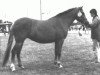 broodmare Stegstedgårds Red Stephanie (New Forest Pony, 1986, from Exmoor Staldens Pascal Paoli)