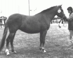 broodmare Stegstedgårds Red Stephanie (New Forest Pony, 1986, from Exmoor Staldens Pascal Paoli)