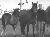 Zuchtstute Isabell af Stegstedgård (New-Forest-Pony, 1981, von Holly Prince Rupert)