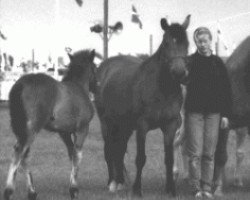 broodmare Isabell af Stegstedgård (New Forest Pony, 1981, from Holly Prince Rupert)