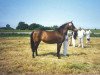 broodmare Eskehøjgaards Kore Ophelia (New Forest Pony, 1974, from Sandyford Sundew)