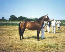 Zuchtstute Eskehøjgaards Kore Ophelia (New-Forest-Pony, 1974, von Sandyford Sundew)