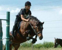 broodmare Eskehøjgaards Za Za Zee (New Forest Pony, 1994, from Poseidon Hippios)