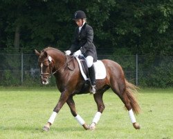 Springpferd Orion Hippios (New-Forest-Pony, 2001, von Mister Malthe)