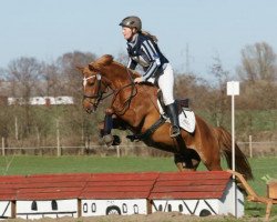 horse Argos Hippios (New Forest Pony, 2008, from Offem Minos)