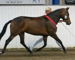 horse Blåbærhegnet's Q-Libri (New Forest Pony, 2005, from Hamlet's Mérick)