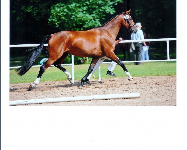 broodmare Christine (German Warmblood, 2010, from Christ)