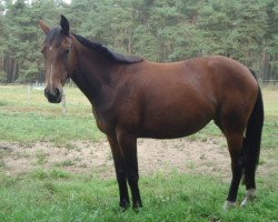 dressage horse Santorina (German Warmblood, 2011, from Samba Hit IV)