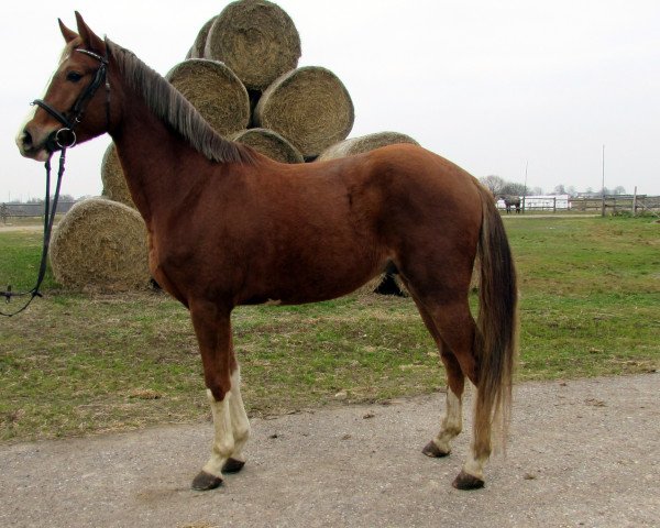 horse Horalas (Trakehner, 2010, from Helturas)