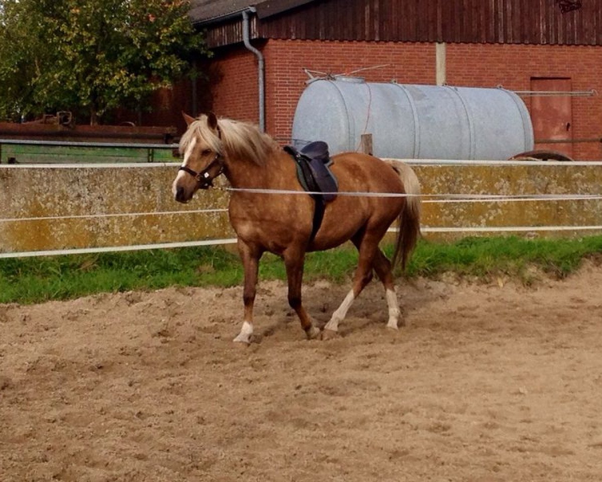 dressage horse Fiona 538 (Pony without race description, 2005)