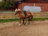 dressage horse Fiona 538 (Pony without race description, 2005)