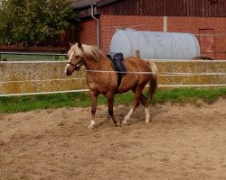 dressage horse Fiona 538 (Pony without race description, 2005)