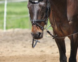 horse Nando 155 (German Riding Pony, 1997, from Nibelungenheld)