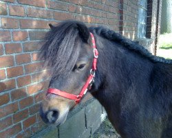 Pferd Jonny 464 (Shetland Pony, 2005)