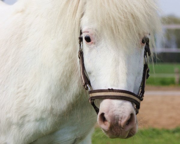 dressage horse Onkelchen (Shetland Pony, 2002)
