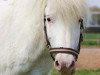 Dressurpferd Onkelchen (Shetland Pony, 2002)