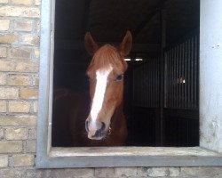 horse Lady Madonna 15 (unknown, 1996)