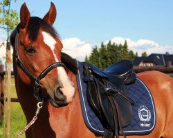 horse Principal Poseidon (German Riding Pony, 2003, from Principal Boy)