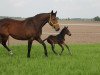 broodmare Runde I (Holsteiner, 2001, from Langenhagen)