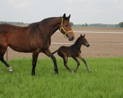 broodmare Runde I (Holsteiner, 2001, from Langenhagen)