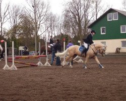 Pferd Karat's Morgengold (Deutsches Reitpony, 2008, von Monte Miro)