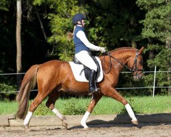 stallion Doodle Jump (German Riding Pony, 2010, from Dark Finn)