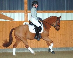 dressage horse Don Diabolo (German Riding Pony, 2009, from Don Davidoff 5)