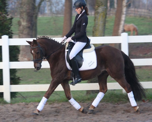 horse Steendieks Furioso (German Riding Pony, 2005, from For-Pleasure)