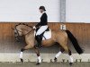 dressage horse Dr. Kimble 2 (RM Double Jackpot) (German Riding Pony, 2011, from Dance Star AT)