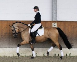 dressage horse Dr. Kimble 2 (RM Double Jackpot) (German Riding Pony, 2011, from Dance Star AT)