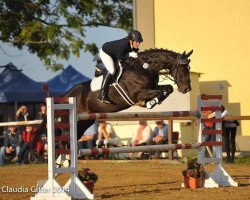 jumper Albat (German Sport Horse, 2004, from Amidou)